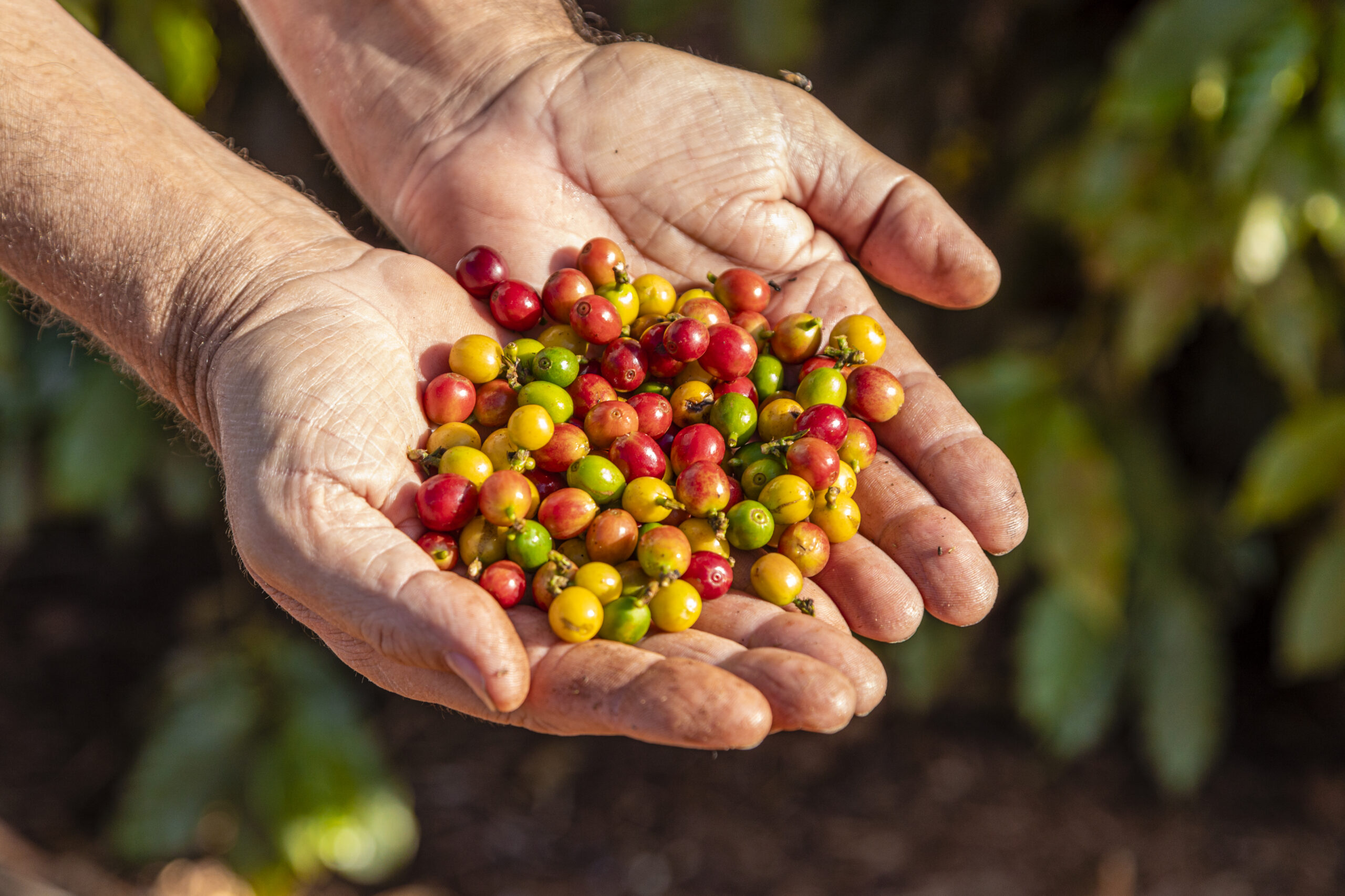 Café no campo