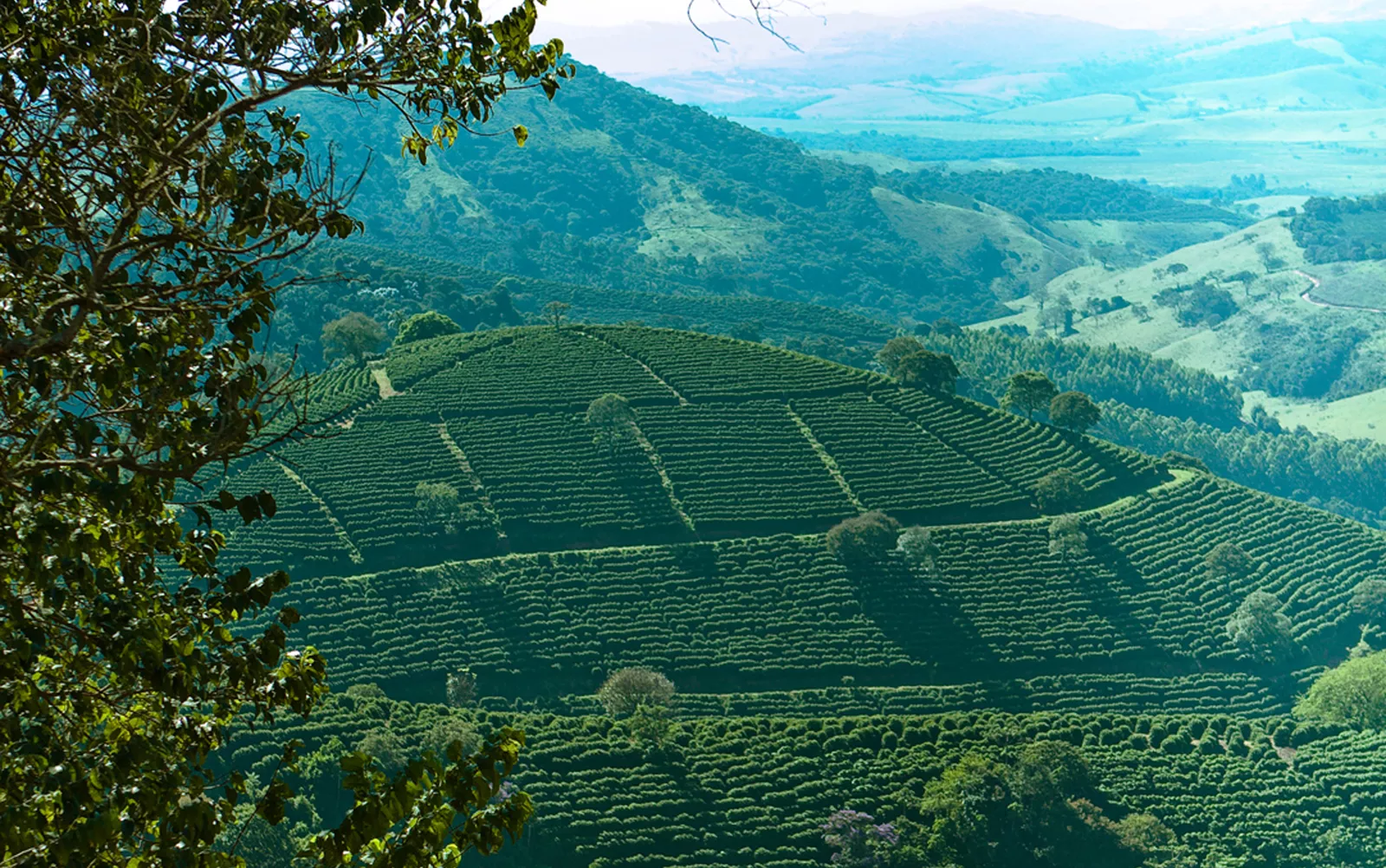 Lavouras de café nas montanhas de Minas Gerais
